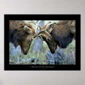 Roosevelt Elk Sparring Poster (Vorne)