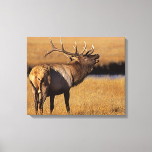 Roosevelt Eull Elk Wyoming Leinwanddruck