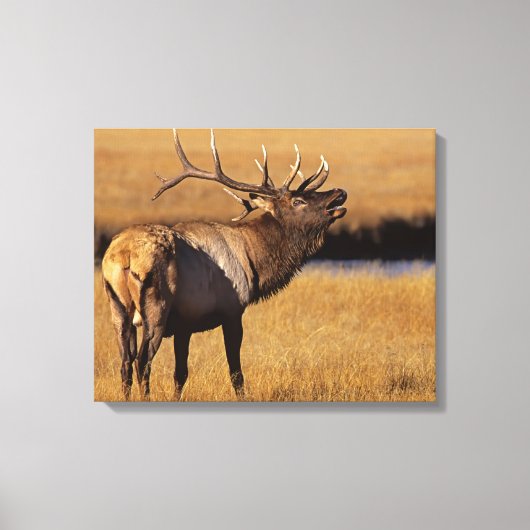 Roosevelt Eull Elk Wyoming Leinwanddruck (Vorderseite)