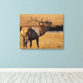 Roosevelt Eull Elk Wyoming Leinwanddruck (Insitu (Holzboden))