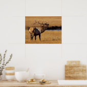 Roosevelt Eull Elk Wyoming Poster (Küche)