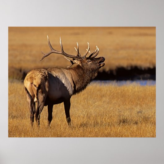 Roosevelt Eull Elk Wyoming Poster (Vorne)