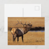 Roosevelt Eull Elk Wyoming Postkarte (Vorne/Hinten)