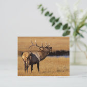 Roosevelt Eull Elk Wyoming Postkarte (Stehend Vorderseite)