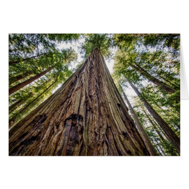 Roosevelt Grove (Vorderseite (Horizontal))