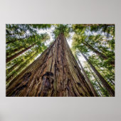 Roosevelt Grove Poster (Vorne)