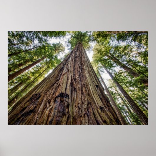 Roosevelt Grove Poster (Vorne)