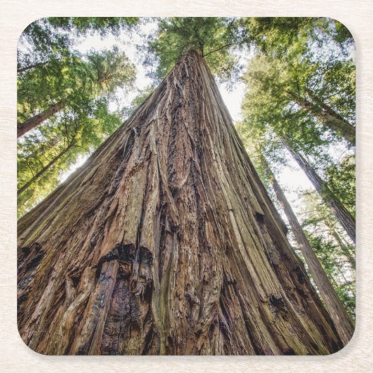 Roosevelt Rechteckiger Pappuntersetzer (Vorderseite)