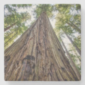 Roosevelt Steinuntersetzer (Vorderseite)