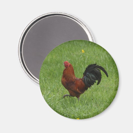 Rooster 1 - Magnet (Vorderseite/Rückseite)