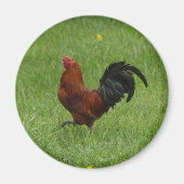 Rooster 1 - Magnet (Vorne)