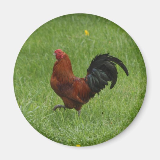 Rooster 1 - Magnet (Vorne)