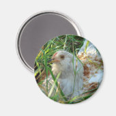 Rooster auf der Hay Meadow Magnet (Vorderseite/Rückseite)