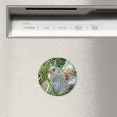 Rooster auf der Hay Meadow Magnet (In Situ (Geschirrspüler))