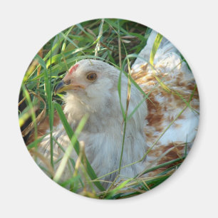Rooster auf der Hay Meadow Magnet
