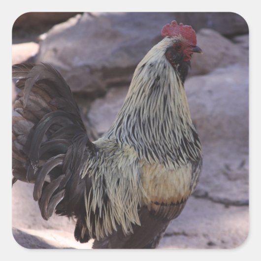 Rooster-Aufkleber Quadratischer Aufkleber (Vorderseite)