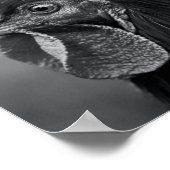 Rooster Black and White Poster (Ecke)