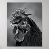 Rooster Black and White Poster (Vorne)