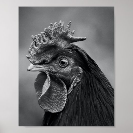 Rooster Black and White Poster (Vorne)