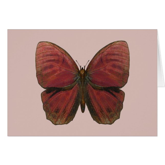 Rooster Butterfly (Vorderseite (Horizontal))