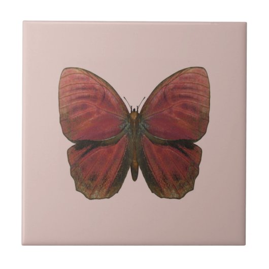 Rooster Butterfly Fliese (Vorderseite)