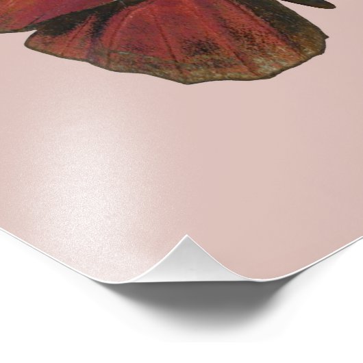 Rooster Butterfly Fotodruck (Ecke)