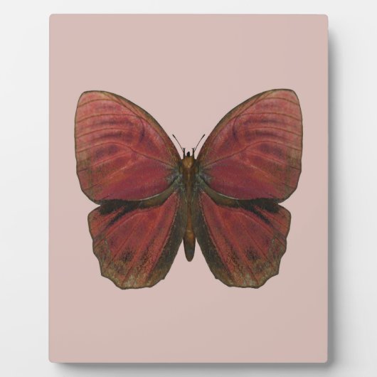 Rooster Butterfly Fotoplatte (Vorderseite)