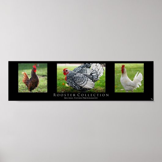 "Rooster Collection", schwarz Poster (Vorne)