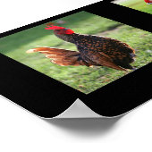 "Rooster Collection", schwarz Poster (Ecke)