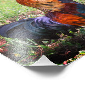 Rooster Crowing Farm Animal 8x8 Fotodruck (Ecke)