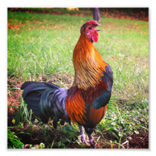 Rooster Crowing Farm Animal 8x8 Fotodruck