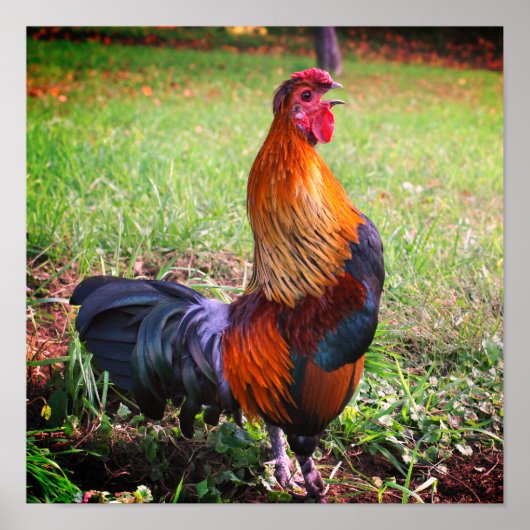 Rooster Crowing Farm Animal Poster (Vorne)