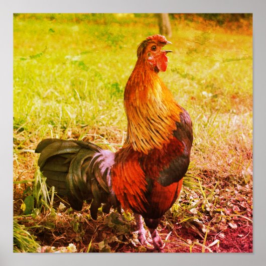 Rooster Crowing Farm Tier Abstrakt Poster (Vorne)