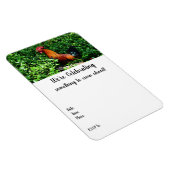 Rooster Crowing Magnet (Rechte Seite)