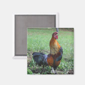 Rooster Crowing Nature Foto Magnet (Vorderseite/Rückseite)