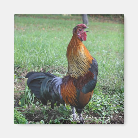 Rooster Crowing Nature Foto Magnet (Vorne)