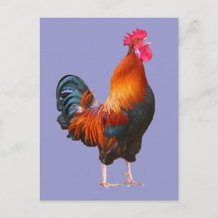 Rooster Crowing Postkarte