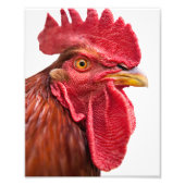 Rooster Face Fotodruck (Vorne)