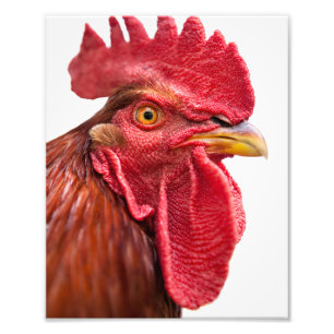 Rooster Face Fotodruck