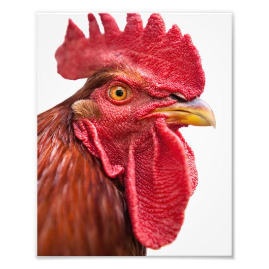 Rooster Face Fotodruck (Vorne)