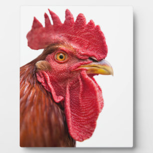 Rooster Face Fotoplatte
