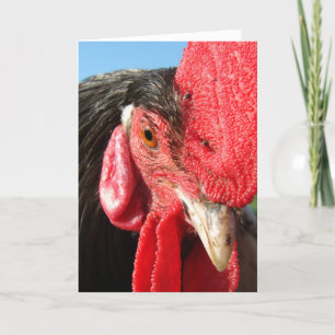 Rooster Face Karte