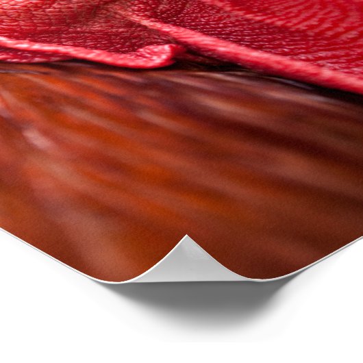 Rooster Face Poster (Ecke)