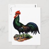Rooster für antike grüne Feathers Postkarte (Vorne/Hinten)