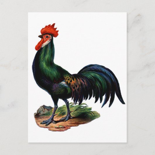Rooster für antike grüne Feathers Postkarte (Vorderseite)