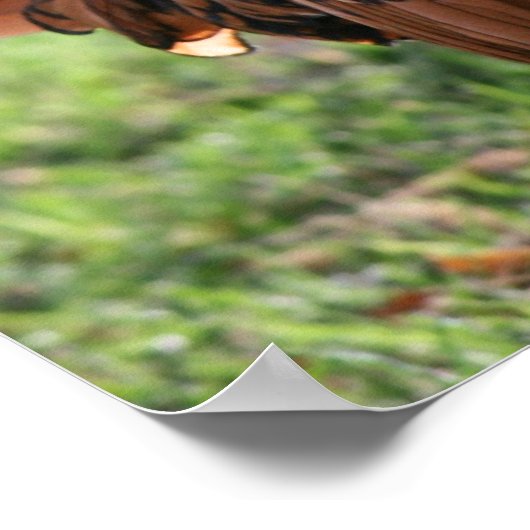 "Rooster Glow" Poster (Ecke)