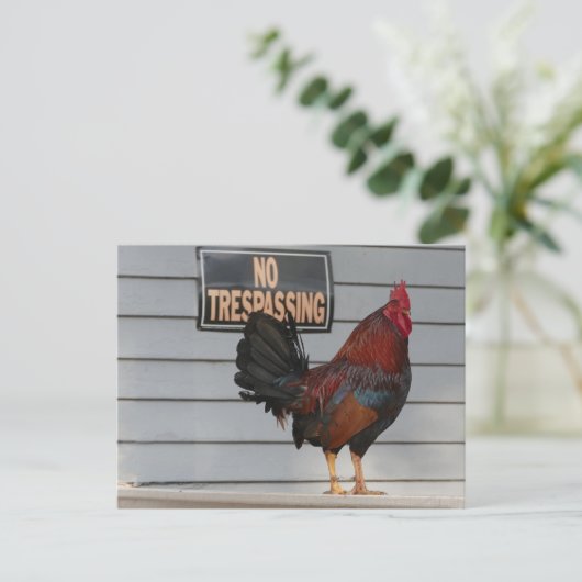 Rooster Guard a Key West Porch Poster Postkarte (Stehend Vorderseite)