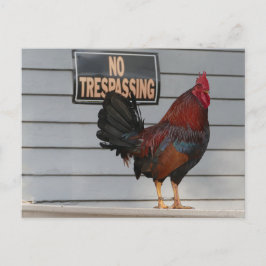Rooster Guard a Key West Porch Poster Postkarte