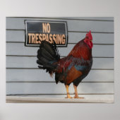 Rooster Guarding a Key West Portsch Poster (Vorne)