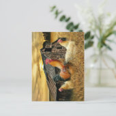 Rooster Hens Rustic Barcoop Postkarte (Stehend Vorderseite)